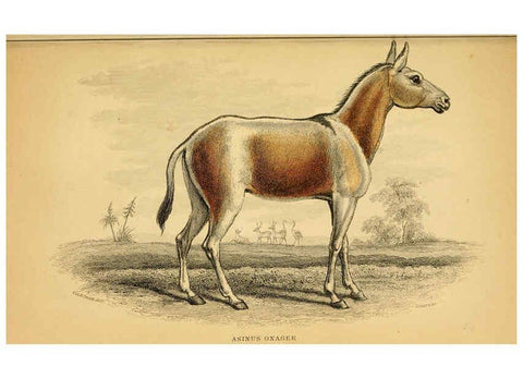 Reproducción/Reproduction 6441429793: The natural history of horses Edinburgh :W.H. Lizars,1841