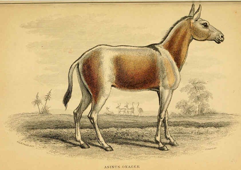 Reproducción/Reproduction 6441429793: The natural history of horses Edinburgh :W.H. Lizars,1841