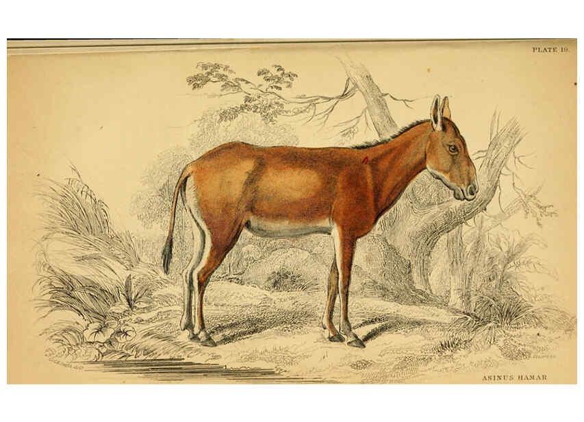 Reproducción/Reproduction 6441430065: The natural history of horses Edinburgh :W.H. Lizars,1841
