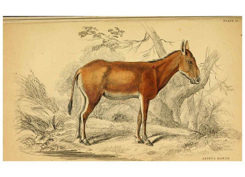 Reproducción/Reproduction 6441430065: The natural history of horses Edinburgh :W.H. Lizars,1841