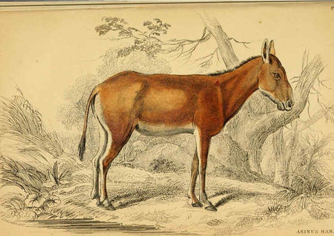 Reproducción/Reproduction 6441430065: The natural history of horses Edinburgh :W.H. Lizars,1841