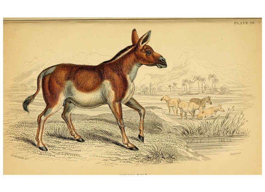 Reproducción/Reproduction 6441430469: The natural history of horses Edinburgh :W.H. Lizars,1841