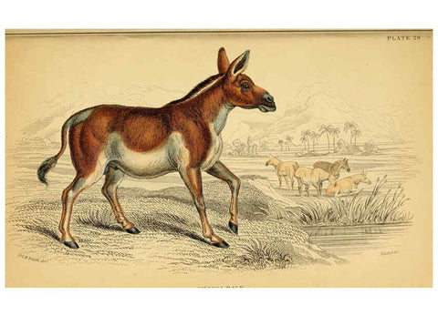 Reproducción/Reproduction 6441430469: The natural history of horses Edinburgh :W.H. Lizars,1841