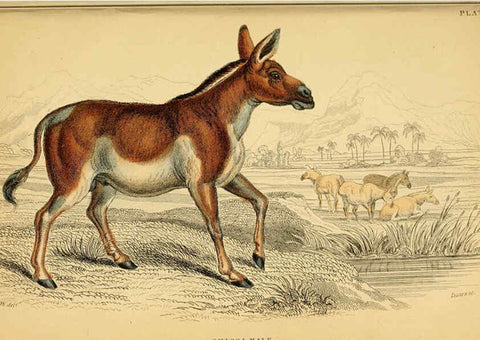 Reproducción/Reproduction 6441430469: The natural history of horses Edinburgh :W.H. Lizars,1841