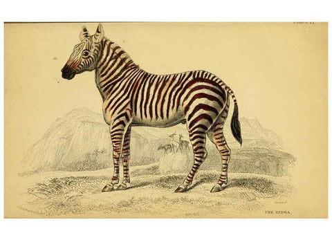 Reproducción/Reproduction 6441430725: The natural history of horses Edinburgh :W.H. Lizars,1841