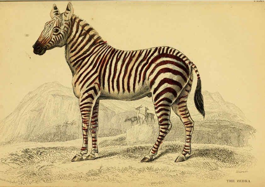 Reproducción/Reproduction 6441430725: The natural history of horses Edinburgh :W.H. Lizars,1841