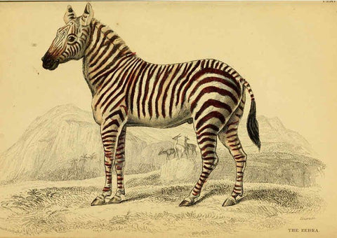 Reproducción/Reproduction 6441430725: The natural history of horses Edinburgh :W.H. Lizars,1841