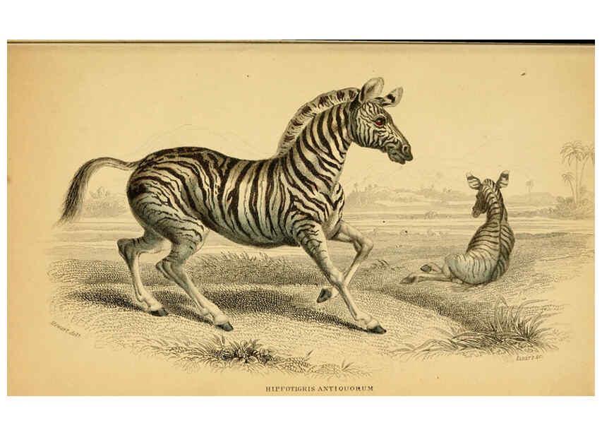 Reproducción/Reproduction 6441431051: The natural history of horses Edinburgh :W.H. Lizars,1841
