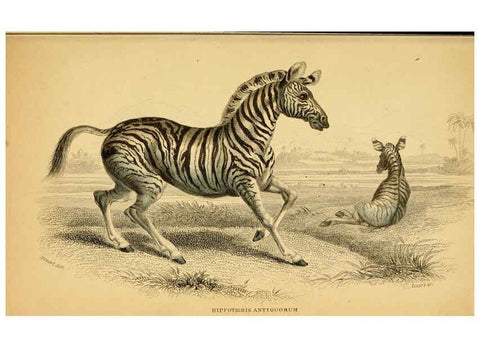 Reproducción/Reproduction 6441431051: The natural history of horses Edinburgh :W.H. Lizars,1841