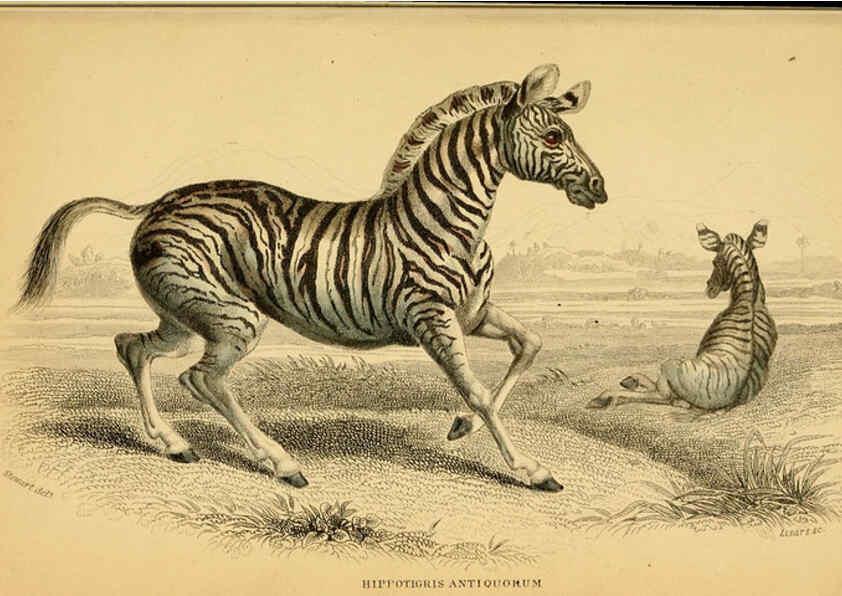 Reproducción/Reproduction 6441431051: The natural history of horses Edinburgh :W.H. Lizars,1841