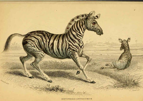 Reproducción/Reproduction 6441431051: The natural history of horses Edinburgh :W.H. Lizars,1841