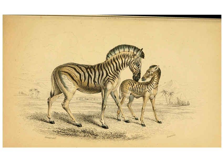 Reproducción/Reproduction 6441431315: The natural history of horses Edinburgh :W.H. Lizars,1841