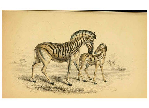Reproducción/Reproduction 6441431315: The natural history of horses Edinburgh :W.H. Lizars,1841