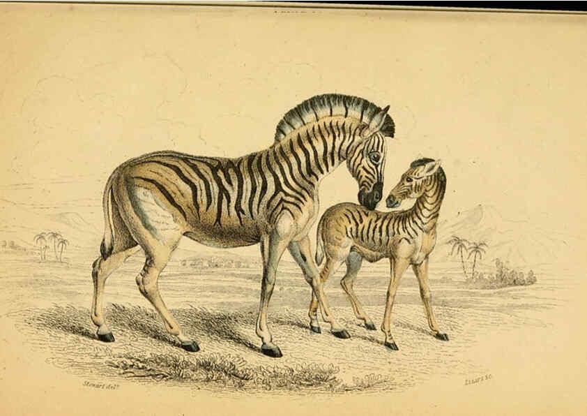Reproducción/Reproduction 6441431315: The natural history of horses Edinburgh :W.H. Lizars,1841