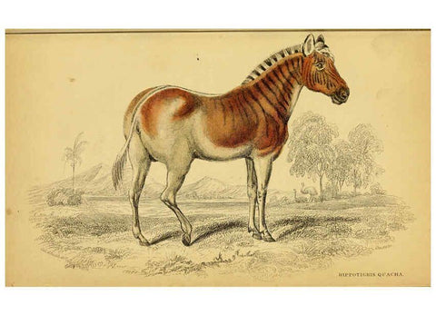 Reproducción/Reproduction 6441431595: The natural history of horses Edinburgh :W.H. Lizars,1841