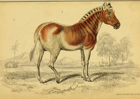 Reproducción/Reproduction 6441431595: The natural history of horses Edinburgh :W.H. Lizars,1841