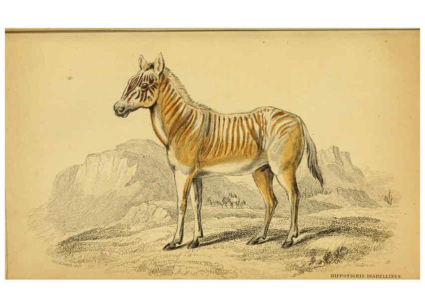 Reproducción/Reproduction 6441431875: The natural history of horses Edinburgh :W.H. Lizars,1841