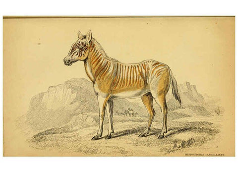 Reproducción/Reproduction 6441431875: The natural history of horses Edinburgh :W.H. Lizars,1841