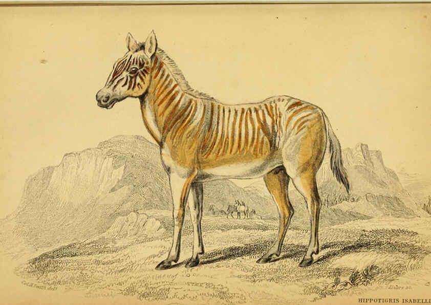 Reproducción/Reproduction 6441431875: The natural history of horses Edinburgh :W.H. Lizars,1841