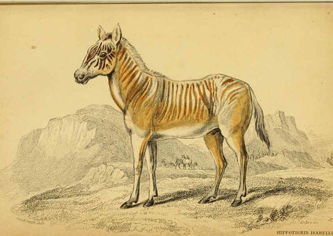 Reproducción/Reproduction 6441431875: The natural history of horses Edinburgh :W.H. Lizars,1841