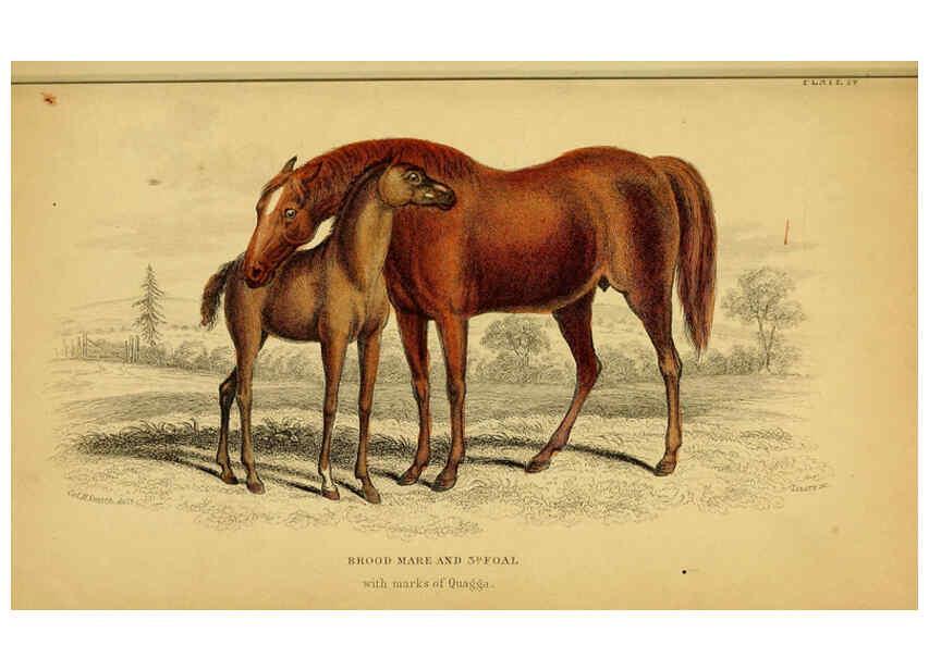 Reproducción/Reproduction 6441432165: The natural history of horses Edinburgh :W.H. Lizars,1841