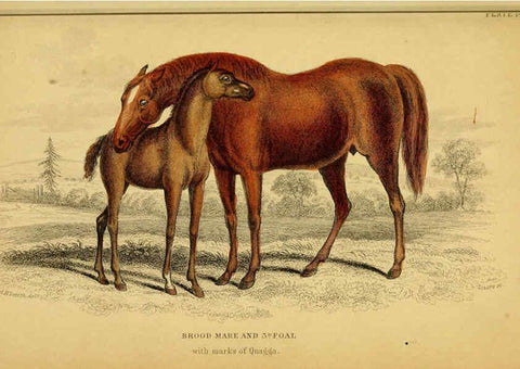 Reproducción/Reproduction 6441432165: The natural history of horses Edinburgh :W.H. Lizars,1841