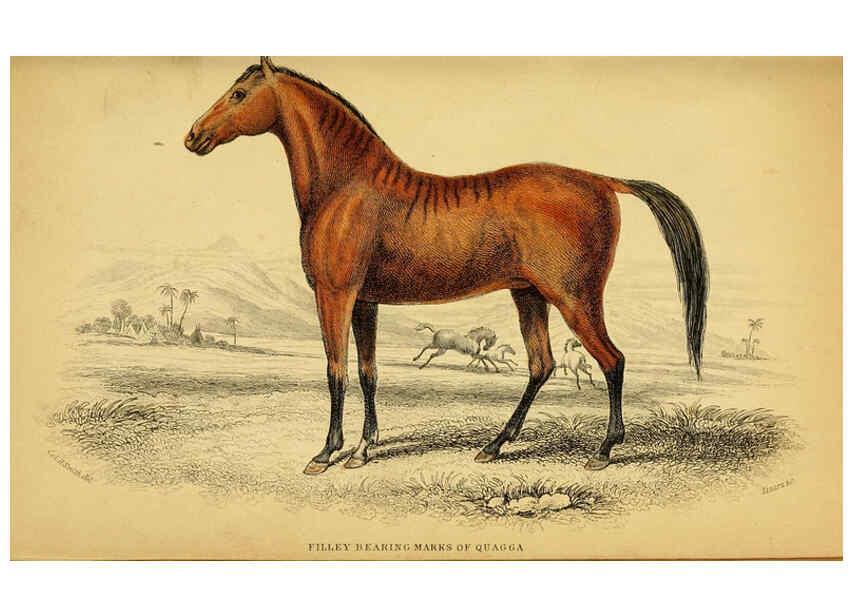Reproducción/Reproduction 6441432459: The natural history of horses Edinburgh :W.H. Lizars,1841