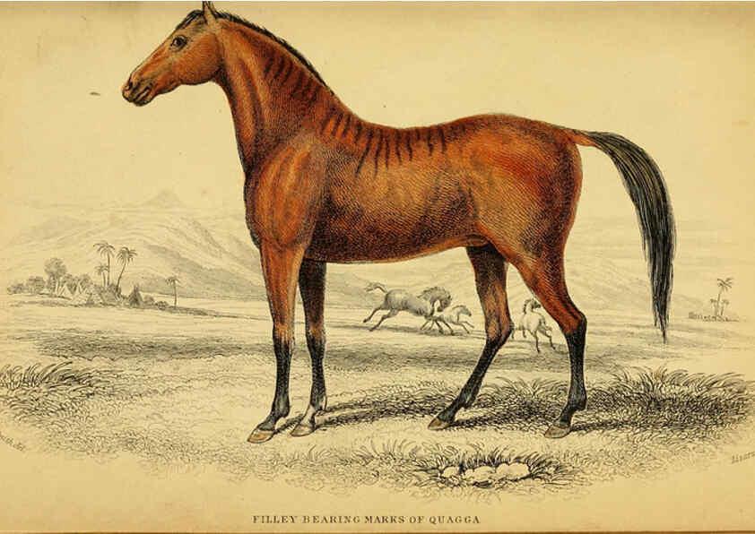 Reproducción/Reproduction 6441432459: The natural history of horses Edinburgh :W.H. Lizars,1841