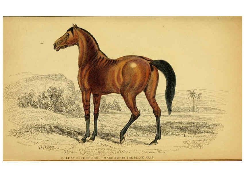 Reproducción/Reproduction 6441432859: The natural history of horses Edinburgh :W.H. Lizars,1841