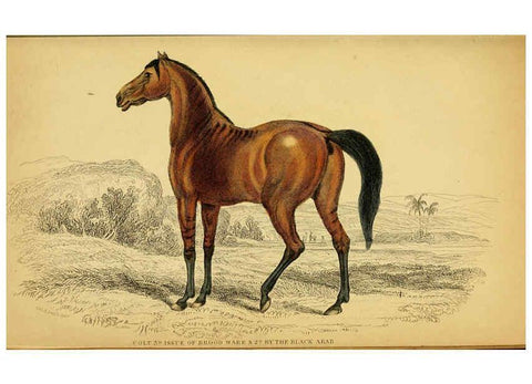 Reproducción/Reproduction 6441432859: The natural history of horses Edinburgh :W.H. Lizars,1841