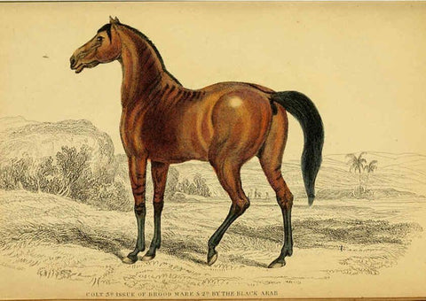 Reproducción/Reproduction 6441432859: The natural history of horses Edinburgh :W.H. Lizars,1841