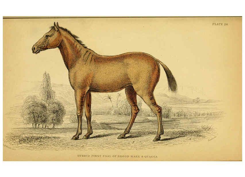 Reproducción/Reproduction 6441433281: The natural history of horses Edinburgh :W.H. Lizars,1841