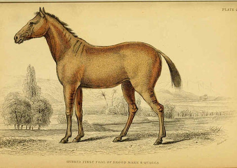 Reproducción/Reproduction 6441433281: The natural history of horses Edinburgh :W.H. Lizars,1841