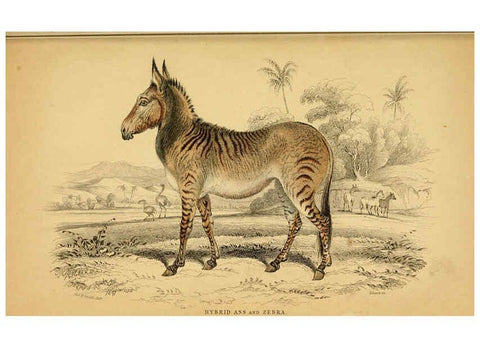 Reproducción/Reproduction 6441433605: The natural history of horses Edinburgh :W.H. Lizars,1841