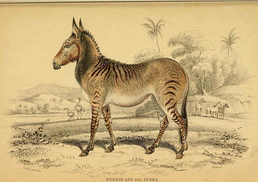 Reproducción/Reproduction 6441433605: The natural history of horses Edinburgh :W.H. Lizars,1841