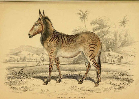 Reproducción/Reproduction 6441433605: The natural history of horses Edinburgh :W.H. Lizars,1841