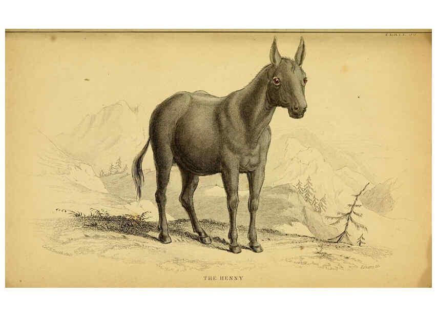 Reproducción/Reproduction 6441433913: The natural history of horses Edinburgh :W.H. Lizars,1841