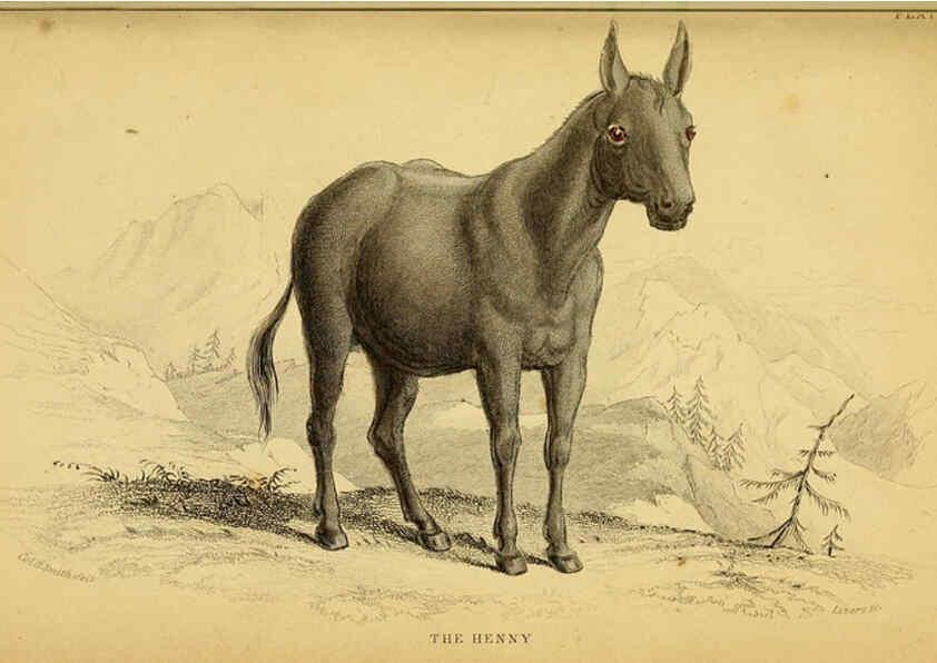 Reproducción/Reproduction 6441433913: The natural history of horses Edinburgh :W.H. Lizars,1841