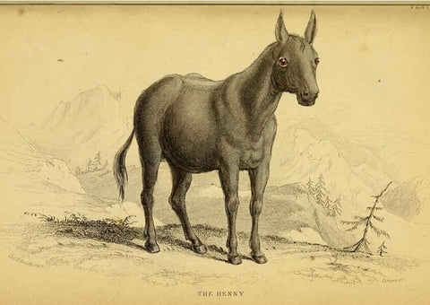 Reproducción/Reproduction 6441433913: The natural history of horses Edinburgh :W.H. Lizars,1841