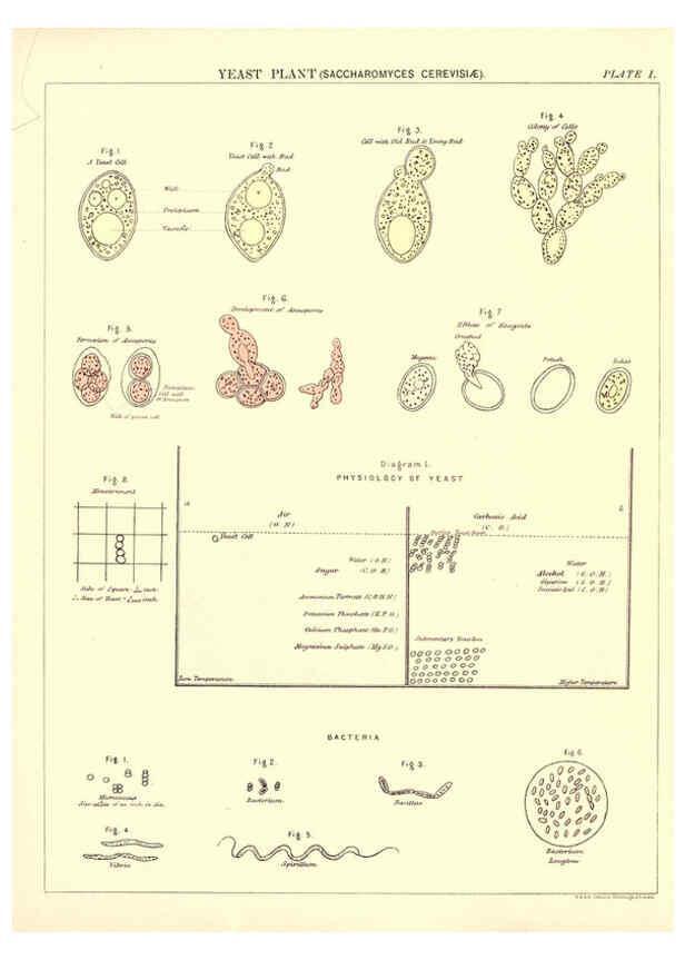 Reproducción/Reproduction 6441471133: Biological atlas: a guide to the practical study of plants and animals Edinburgh,W. & A. K. Johnston,1880