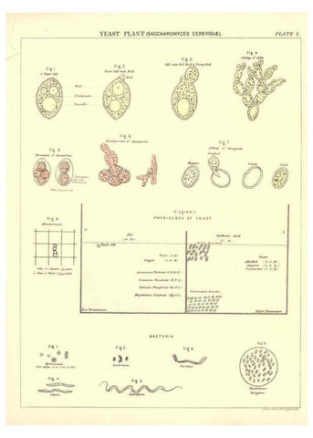 Reproducción/Reproduction 6441471133: Biological atlas: a guide to the practical study of plants and animals Edinburgh,W. & A. K. Johnston,1880