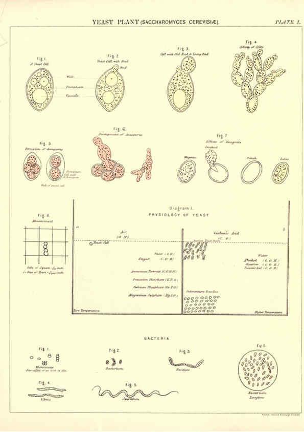 Reproducción/Reproduction 6441471133: Biological atlas: a guide to the practical study of plants and animals Edinburgh,W. & A. K. Johnston,1880