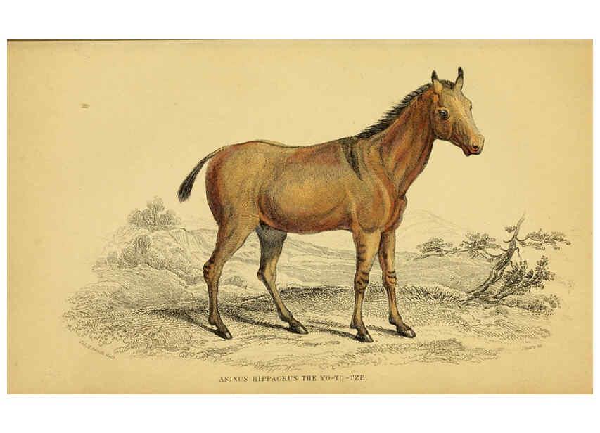 Reproducción/Reproduction 6441429411: The natural history of horses Edinburgh :W.H. Lizars,1841