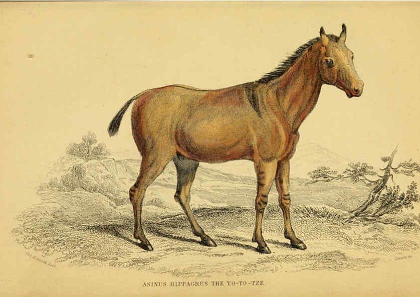 Reproducción/Reproduction 6441429411: The natural history of horses Edinburgh :W.H. Lizars,1841