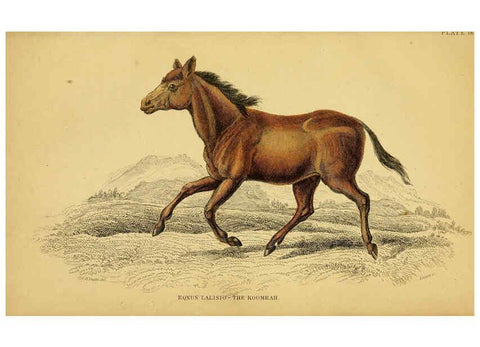 Reproducción/Reproduction 6441429021: The natural history of horses Edinburgh :W.H. Lizars,1841