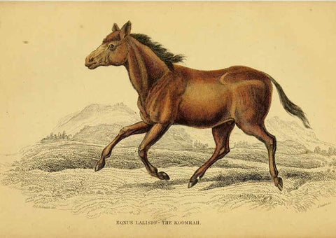 Reproducción/Reproduction 6441429021: The natural history of horses Edinburgh :W.H. Lizars,1841