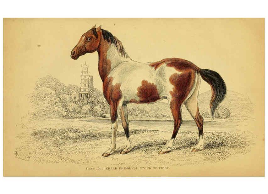 Reproducción/Reproduction 6441428593: The natural history of horses Edinburgh :W.H. Lizars,1841