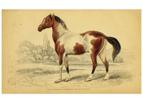 Reproducción/Reproduction 6441428593: The natural history of horses Edinburgh :W.H. Lizars,1841