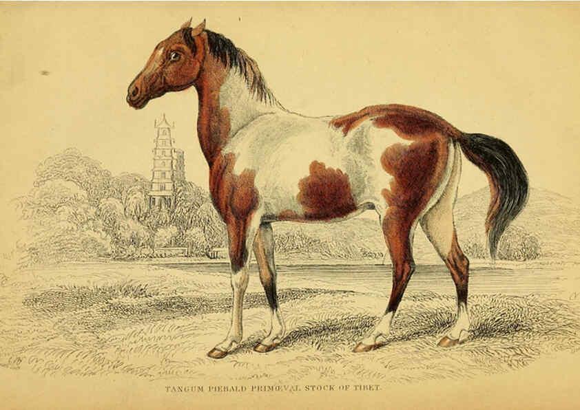 Reproducción/Reproduction 6441428593: The natural history of horses Edinburgh :W.H. Lizars,1841