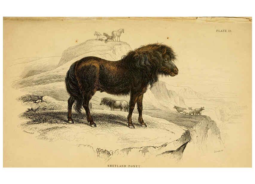 Reproducción/Reproduction 6441428283: The natural history of horses Edinburgh :W.H. Lizars,1841